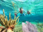 Puerto Morelos Reef Snorkeling & Town Discovery - Image 6
