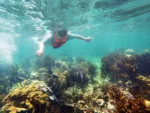 Puerto Morelos Reef Snorkeling & Town Discovery - Image 4